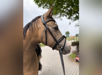 Duitse rijpony, Ruin, 9 Jaar, 139 cm, Falbe