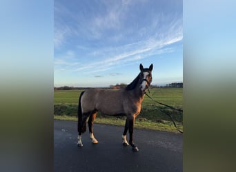 Duitse rijpony, Ruin, 9 Jaar, 139 cm, Falbe