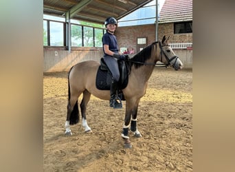 Duitse rijpony, Ruin, 9 Jaar, 139 cm, Falbe