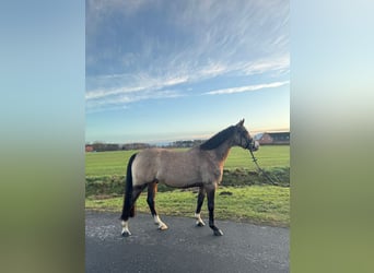 Duitse rijpony, Ruin, 9 Jaar, 139 cm, Falbe