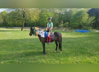 Duitse rijpony, Ruin, 9 Jaar, 141 cm, Bruin