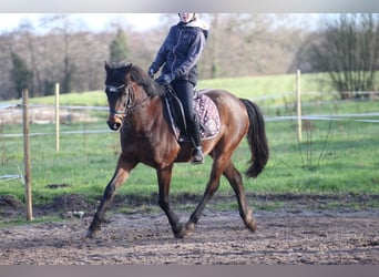 Duitse rijpony, Ruin, 9 Jaar, 141 cm, Bruin