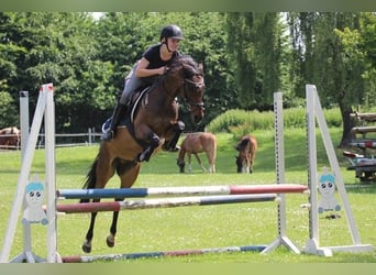 Duitse rijpony, Ruin, 9 Jaar, 141 cm, Bruin