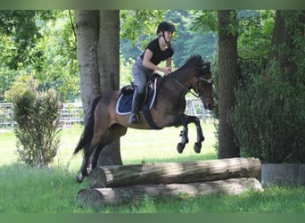 Duitse rijpony, Ruin, 9 Jaar, 141 cm, Bruin