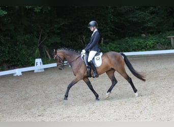 Duitse rijpony, Ruin, 9 Jaar, 141 cm, Bruin