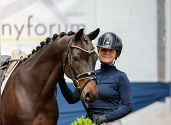 Duitse rijpony, Ruin, 9 Jaar, 142 cm, Donkerbruin
