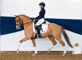 Duitse rijpony, Ruin, 9 Jaar, 143 cm, Vos