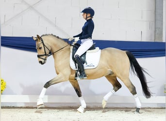 Duitse rijpony, Ruin, 9 Jaar, 145 cm, Falbe
