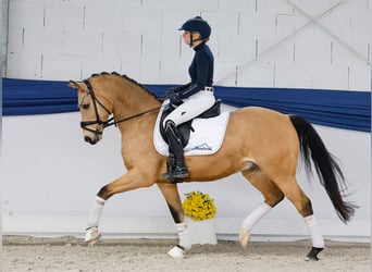 Duitse rijpony, Ruin, 9 Jaar, 145 cm, Falbe