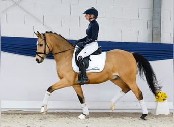 Duitse rijpony, Ruin, 9 Jaar, 145 cm, Falbe
