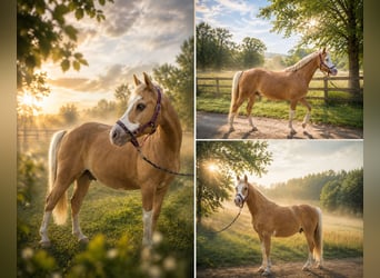Duitse rijpony, Ruin, 9 Jaar, 145 cm, Palomino