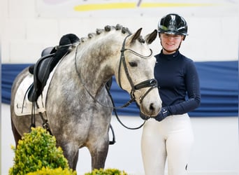 Duitse rijpony, Ruin, 9 Jaar, 145 cm, Rood schimmel