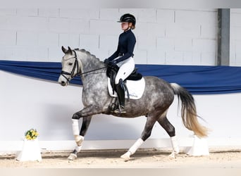 Duitse rijpony, Ruin, 9 Jaar, 145 cm, Rood schimmel