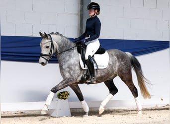 Duitse rijpony, Ruin, 9 Jaar, 145 cm, Rood schimmel