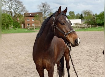 Duitse rijpony, Ruin, 9 Jaar, 145 cm, Zwartbruin