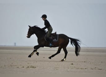 Duitse rijpony, Ruin, 9 Jaar, 146 cm, Bruin