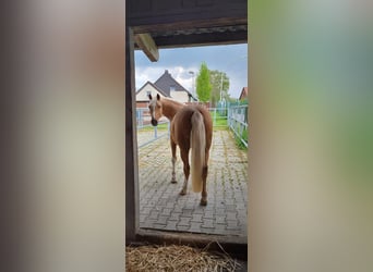 Duitse rijpony, Ruin, 9 Jaar, 146 cm, Palomino