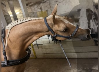 Duitse rijpony, Ruin, 9 Jaar, 146 cm, Palomino