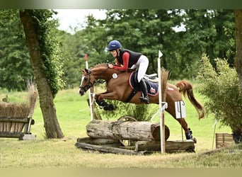 Duitse rijpony, Ruin, 9 Jaar, 146 cm, Vos