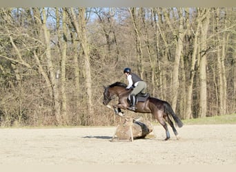 Duitse rijpony, Ruin, 9 Jaar, 146 cm, Zwart