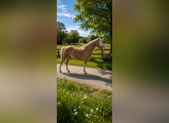 Duitse rijpony, Ruin, 9 Jaar, 147 cm, Palomino