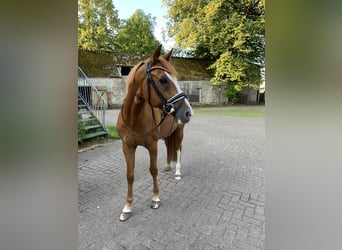 Duitse rijpony, Ruin, 9 Jaar, 147 cm, Vos