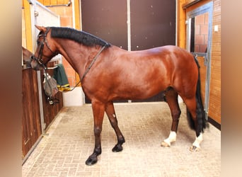 Duitse rijpony, Ruin, 9 Jaar, 148 cm, Brauner