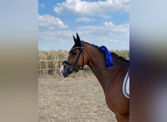 Duitse rijpony, Ruin, 9 Jaar, 148 cm, Bruin