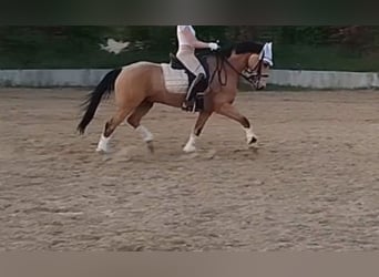 Duitse rijpony, Ruin, 9 Jaar, 148 cm, Buckskin