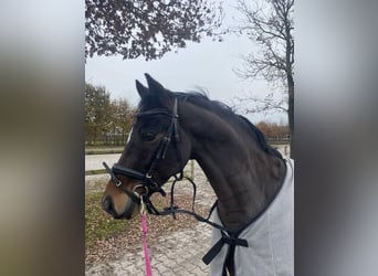 Duitse rijpony, Ruin, 9 Jaar, 148 cm, Donkerbruin