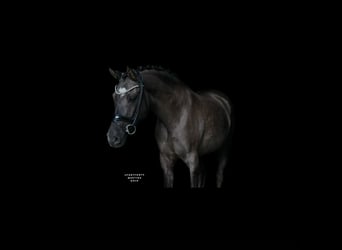 Duitse rijpony, Ruin, 9 Jaar, 148 cm, Falbe