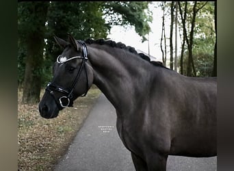 Duitse rijpony, Ruin, 9 Jaar, 148 cm, Falbe