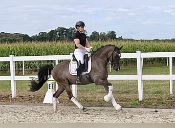 Duitse rijpony, Ruin, 9 Jaar, 148 cm, Falbe