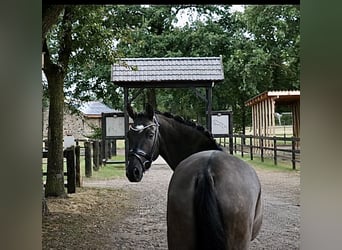 Duitse rijpony, Ruin, 9 Jaar, 148 cm, Falbe