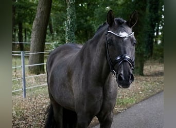 Duitse rijpony, Ruin, 9 Jaar, 148 cm, Falbe