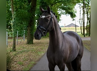 Duitse rijpony, Ruin, 9 Jaar, 148 cm, Falbe