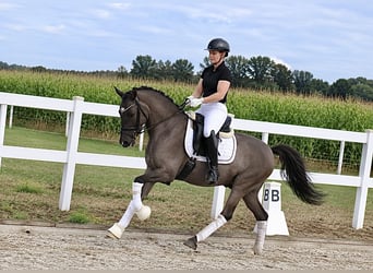 Duitse rijpony, Ruin, 9 Jaar, 148 cm, Falbe