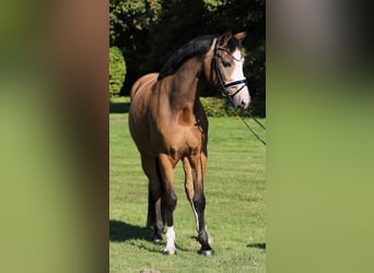 Duitse rijpony, Ruin, 9 Jaar, 148 cm, Falbe