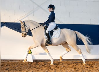 Duitse rijpony, Ruin, 9 Jaar, 148 cm, Palomino