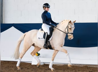 Duitse rijpony, Ruin, 9 Jaar, 148 cm, Palomino