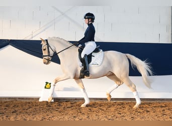 Duitse rijpony, Ruin, 9 Jaar, 148 cm, Palomino