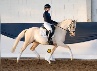 Duitse rijpony, Ruin, 9 Jaar, 148 cm, Palomino