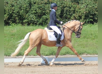 Duitse rijpony, Ruin, 9 Jaar, 148 cm, Palomino