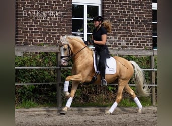 Duitse rijpony, Ruin, 9 Jaar, 148 cm, Palomino