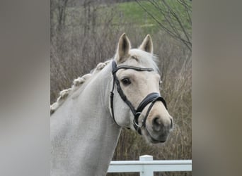 Duitse rijpony, Ruin, 9 Jaar, 148 cm, Palomino