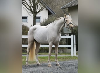 Duitse rijpony, Ruin, 9 Jaar, 148 cm, Palomino