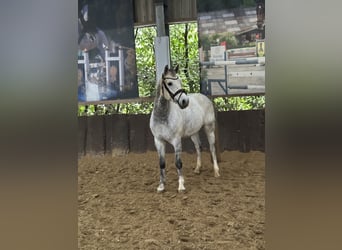 Duitse rijpony, Ruin, 9 Jaar, 148 cm, Schimmel