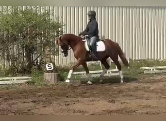 Duitse rijpony, Ruin, 9 Jaar, 148 cm, Vos