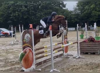 Duitse rijpony, Ruin, 9 Jaar, 148 cm, Vos