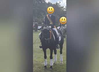 Duitse rijpony, Ruin, 9 Jaar, 148 cm, Zwart